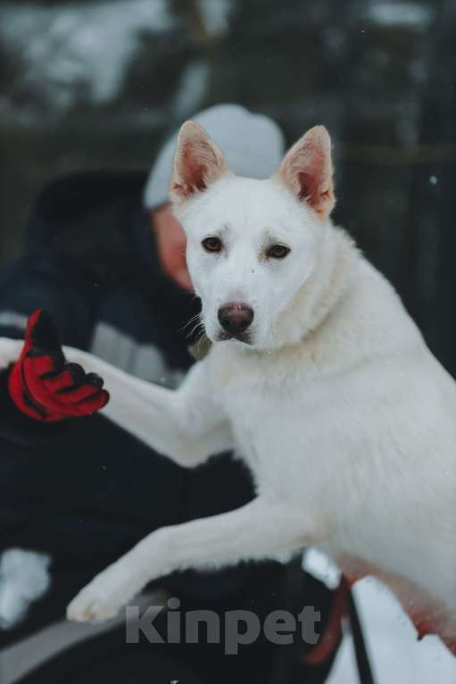 Собаки в Санкт-Петербурге: Красавица Белла из приюта Девочка, Бесплатно - фото 6