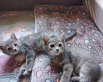 Кошки в Липке: Отдаю в добрые руки Девочка, Бесплатно - фото 3