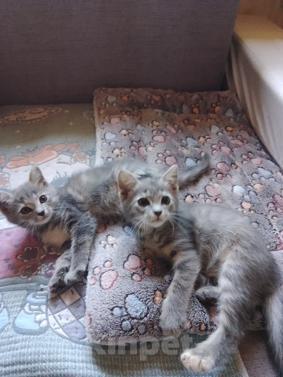 Кошки в Липке: Отдаю в добрые руки Девочка, Бесплатно - фото 3