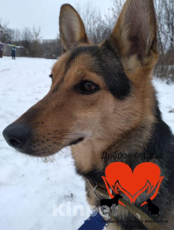 Собаки в Тамбове: Роза Девочка, Бесплатно - фото 3