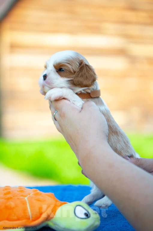 Собаки в Челябинске: Мальчишки яркие, шикарно одетые Мальчик, Бесплатно - фото 7
