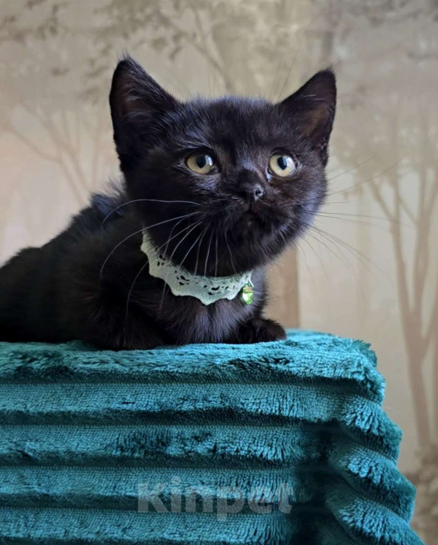 Кошки в Хабаровске: Девон-рекс мальчик Мальчик, 5 000 руб. - фото 1