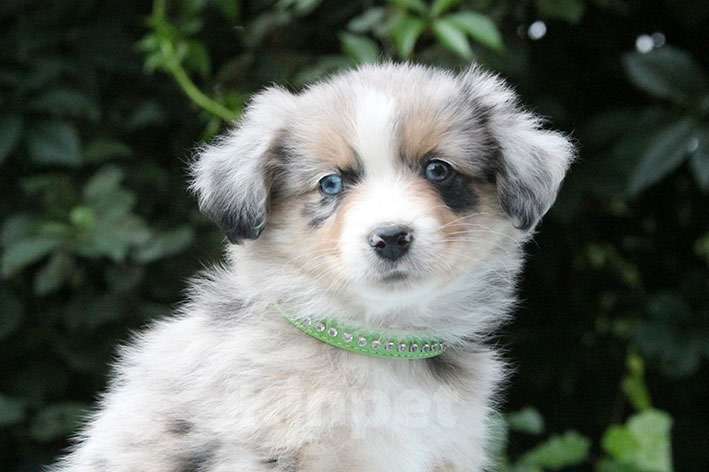 Собаки в Пушкино: Мальчик мини аусси голубой мрамор  Мальчик, 100 000 руб. - фото 5