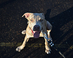 Собаки в Твери: Кобель питбуля Мальчик, 25 000 руб. - фото 1