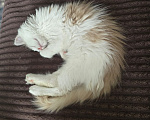Кошки в Москве: Котенок Офелия ищет дом Девочка, Бесплатно - фото 3