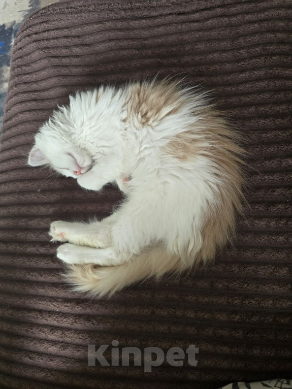 Кошки в Москве: Котенок Офелия ищет дом Девочка, Бесплатно - фото 3