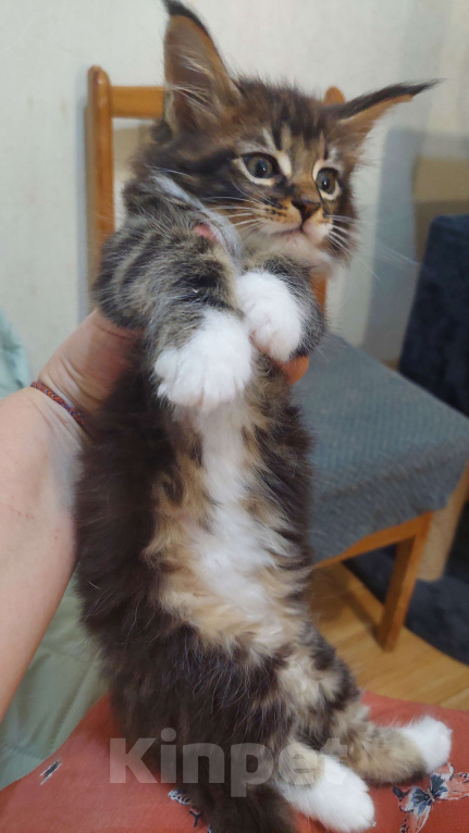 Кошки в Озерске: Нарядный котик в прекрасном типе станет шикарным украшением вашего дома Мальчик, 50 000 руб. - фото 3