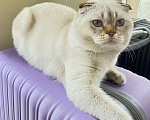 Кошки в Ростове-на-Дону: Продается шотландский вислоухий котик  Мальчик, 20 000 руб. - фото 1