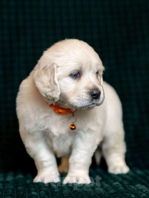 Собаки в других городах Московской области: Зара Девочка, 100 000 руб. - фото 7