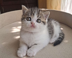 Кошки в Ярославле: Шотландская короткошерстная девочка. Девочка, 30 000 руб. - фото 9