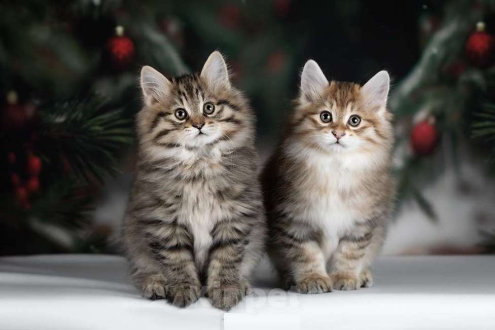 Кошки в Дедовске: Франческа-  Маленькая рысь у Вас дома! Девочка, 55 000 руб. - фото 1