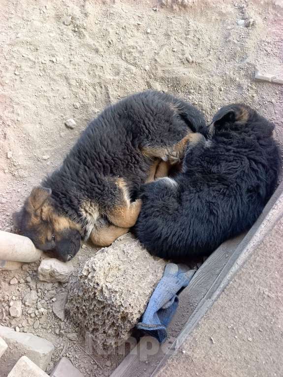 Собаки в других городах Крыма: Щенки немецкой овчарки Девочка, Бесплатно - фото 3