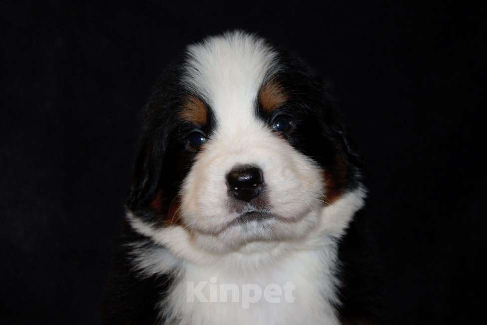 Собаки в других городах Московской области: Бернский зенненхунд Мальчик, 110 000 руб. - фото 6