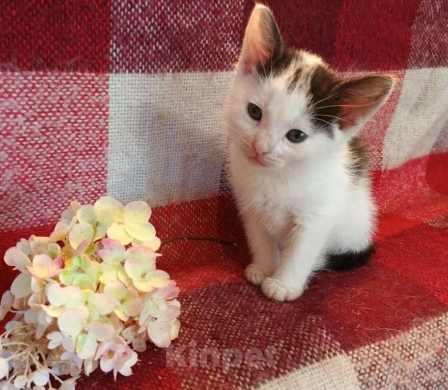 Кошки в Москве: Том Мальчик, Бесплатно - фото 4