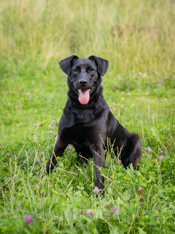Собаки в Москве: Девочка в добрые руки Девочка, Бесплатно - фото 4