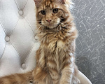 Кошки в Сергиеве Посаде: Мейн-кун котята Девочка, 35 000 руб. - фото 2