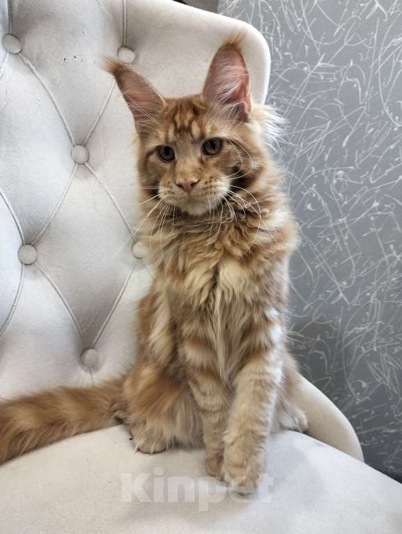 Кошки в Сергиеве Посаде: Мейн-кун котята Девочка, 35 000 руб. - фото 2