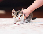 Кошки в Одинцово: котенок в дар Мальчик, 10 руб. - фото 1