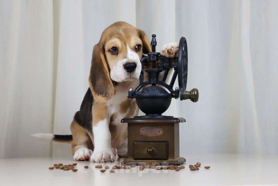 Собаки в Краснодаре: Замечательный малыш бигля  Мальчик, 60 000 руб. - фото 3