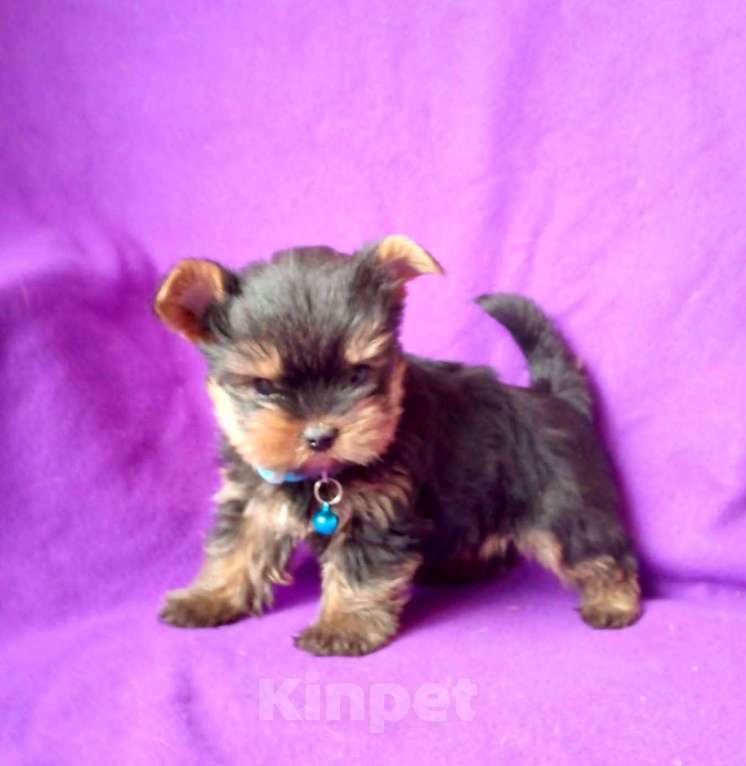 Собаки в Москве: Девочка йоркширского терьера Девочка, 45 000 руб. - фото 2