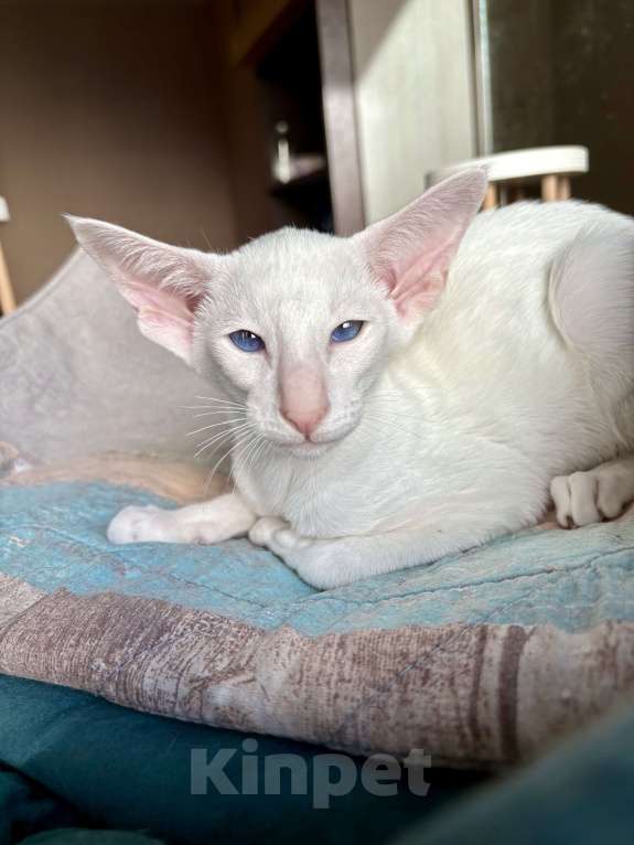 Кошки в Казани: Ориентальная кошечка Девочка, Бесплатно - фото 3