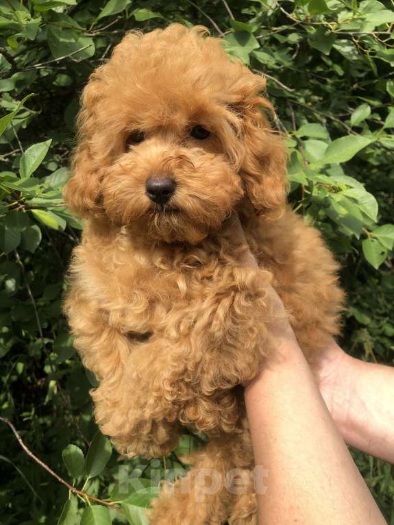 Собаки в Люберцах: Девочка той-пудель Девочка, 55 000 руб. - фото 2