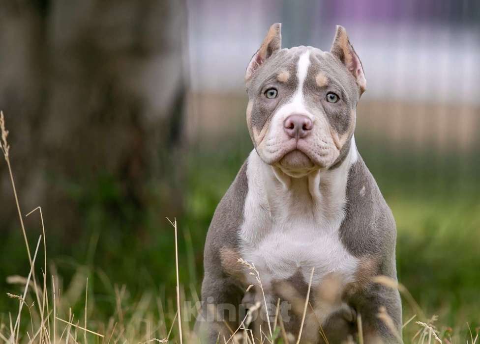Собаки в Нижнем Новгороде: Американский булли, девочка. Девочка, Бесплатно - фото 4
