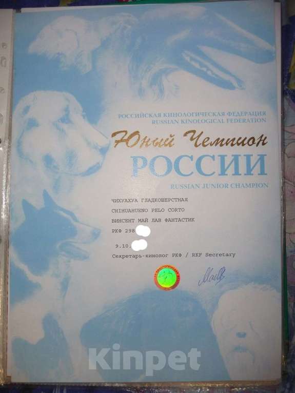 Собаки в Санкт-Петербурге: Шаман черный с белым длинношерстный чихуахуа Мальчик, 70 000 руб. - фото 8