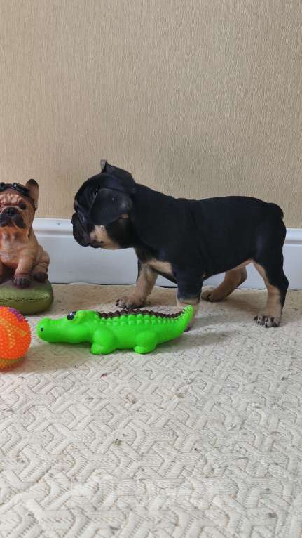 Собаки в Белореченске: Французский бульдог Девочка, Бесплатно - фото 5