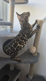 Бенгальские тигрята