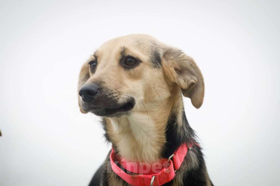 Собаки в Москве: Небольшая забавная собачка Глори в дар Девочка, 1 руб. - фото 3