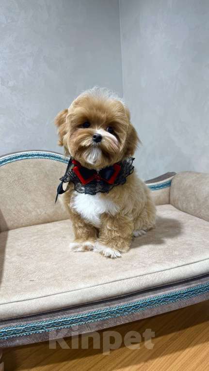 Собаки в Москве: Продается щенок Мальтипу мальчик Мальчик, 140 000 руб. - фото 5