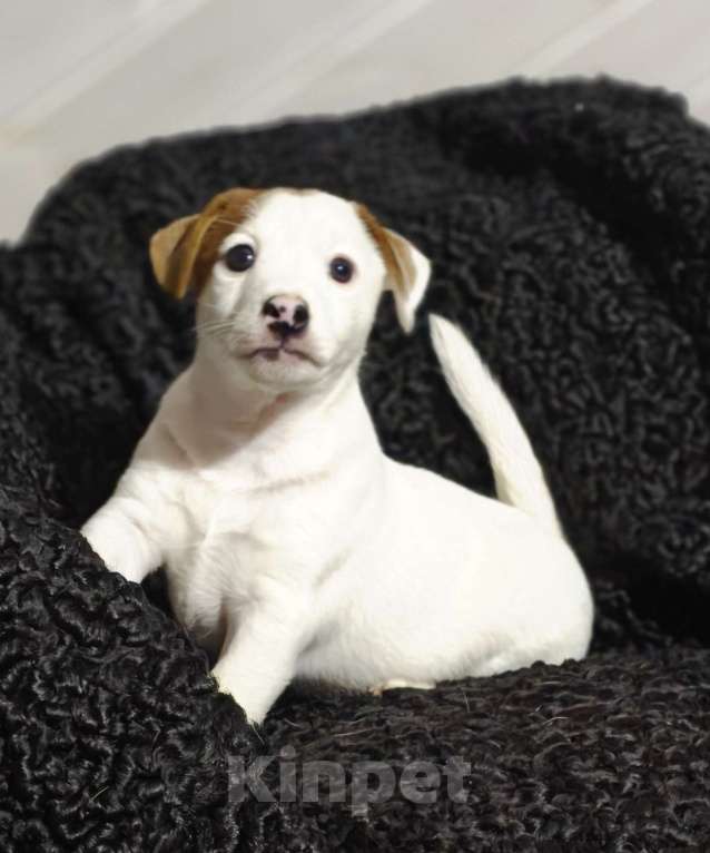 Собаки в других городах Московской области: Boomer — мощный, яркий, активный. Мальчик, 70 000 руб. - фото 4