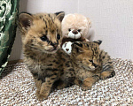 Кошки в Ливны: Продам Сервала Serval ручной котенок, 230 000 руб. - фото 1