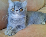 Кошки в Мур: Плюшевая кошечка, 20 000 руб. - фото 1