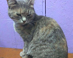 Кошки в Мур: Кошечка, Бесплатно - фото 2
