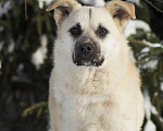 Собаки в Москве: Ева невероятной красоты ищет дом Девочка, Бесплатно - фото 1