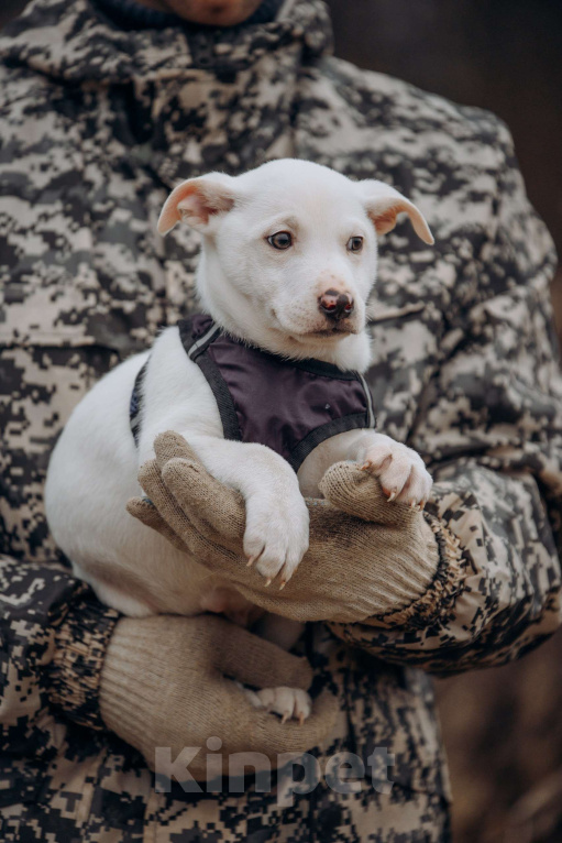 Собаки в Москве: Щенок- мальчик Мальчик, Бесплатно - фото 5