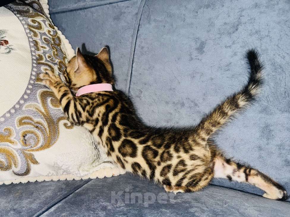 Кошки в Москве: Бенгальские котята Девочка, 25 000 руб. - фото 4