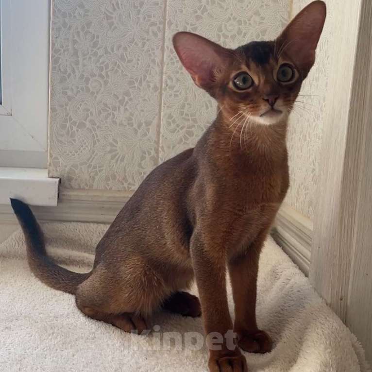 Кошки в Москве: Абиссинские котята из питомника Мальчик, 90 000 руб. - фото 3