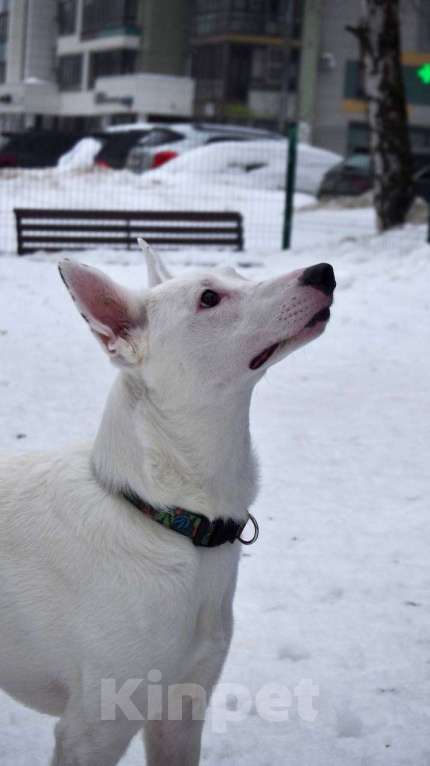Собаки в Москве: Ласковый Арчи ищет дом Мальчик, Бесплатно - фото 8