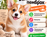 Собаки в Москве: Вельш корги пемброк новый помет на ноябрь Девочка, 60 000 руб. - фото 1