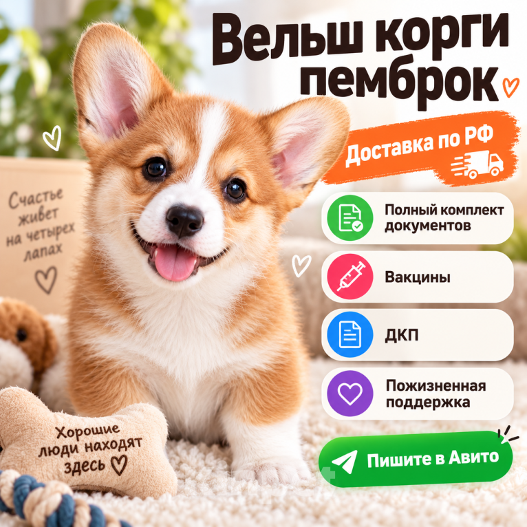 Собаки в Москве: Вельш корги пемброк новый помет на ноябрь Девочка, 60 000 руб. - фото 1