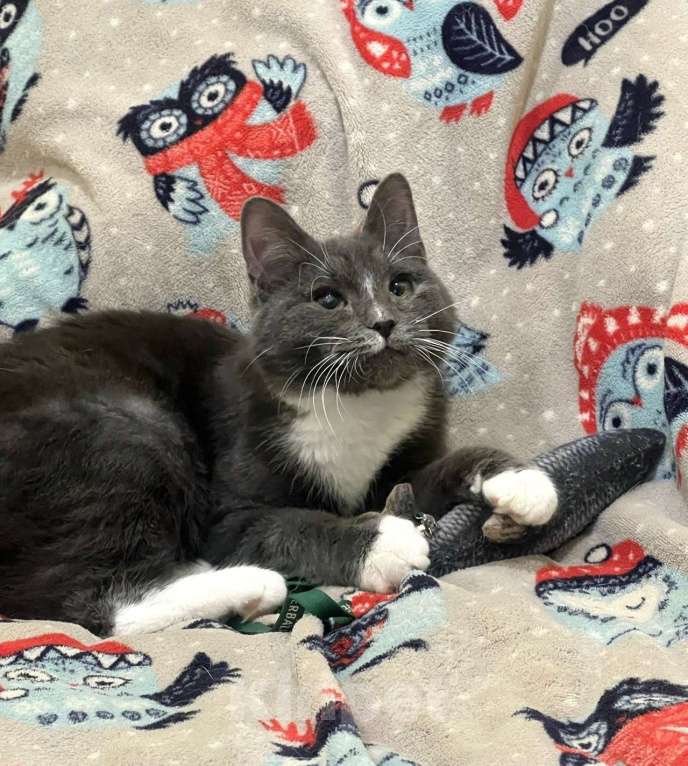 Кошки в Санкт-Петербурге: Котенок Дымок 6 месяцев Мальчик, Бесплатно - фото 1