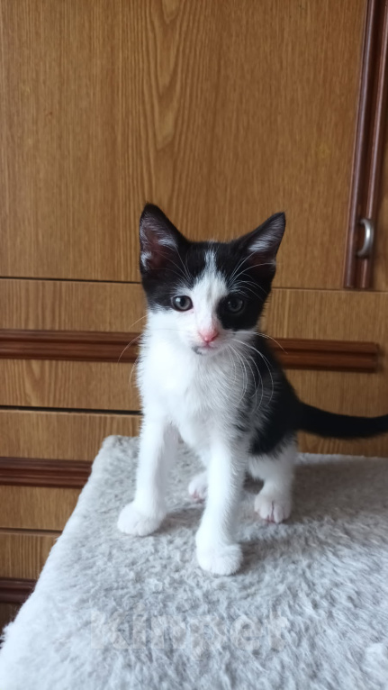Кошки в Москве: Котята в добрые руки Разнополые, Бесплатно - фото 1