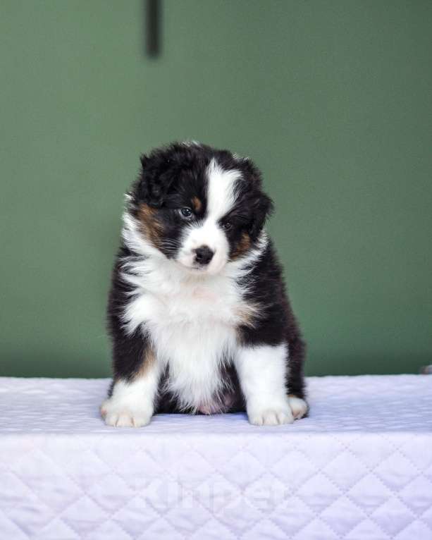 Собаки в других городах Самарской области: Щенок австралийской овчарки (аусси) кобель Мальчик, 80 000 руб. - фото 2