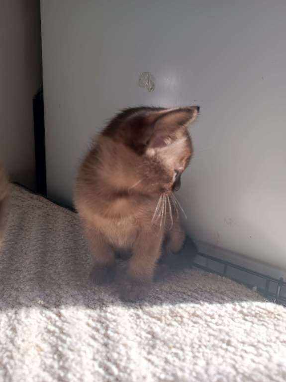 Кошки в Ростове-на-Дону: Котята европейской Бурмы  Девочка, 70 000 руб. - фото 5