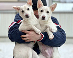 Собаки в Москве: Щенки Ючи и Миюки ищут человека! Мальчик, Бесплатно - фото 7