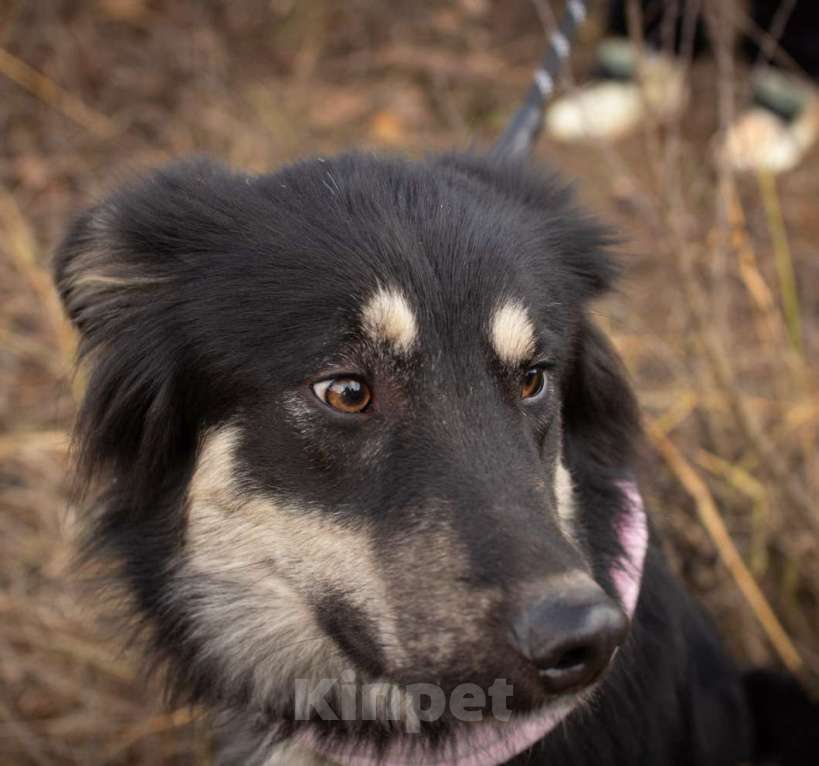 Собаки в Раменском: Застенчивая девочка в хорошие руки Девочка, Бесплатно - фото 5