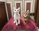 Кошки в Москве: кошечка девон рекс белая с разноцветными глазами Девочка, 150 000 руб. - фото 5
